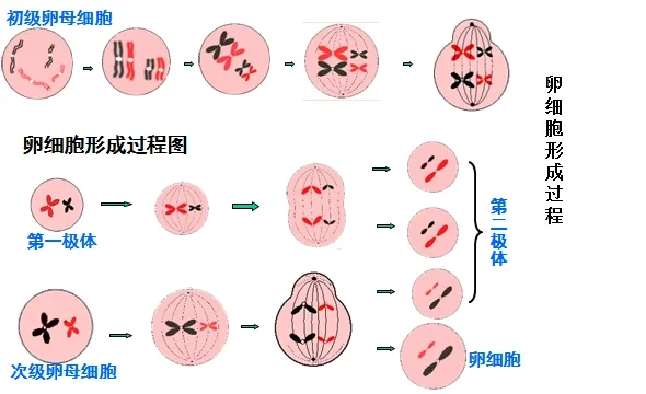 1713942545795762.png 图片 7.png